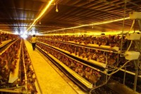 Chấp thuận chủ trương đầu tư đồng thời chấp thuận nhà đầu tư dự án Trang trại chăn nuôi gà trứng – hậu bị